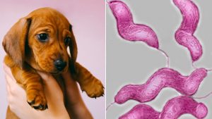 Puppies spread antibiotic resistant bacteria
